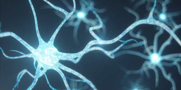 6. Descubren una población de neuronas que se 'iluminan' al ver imágenes de comida