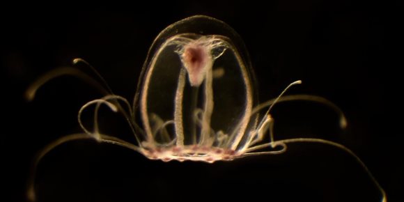 4. Investigadores españoles descifran el genoma de la medusa inmortal