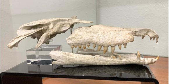4. Estudian el interior del cráneo de uno de los cocodrilos fósiles más pequeños