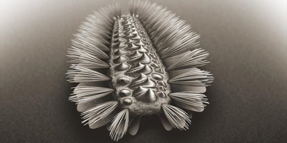 2. Un gusano acorazado revela los ancestros de tres grupos de animales