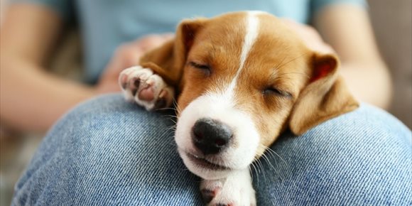 4. Los perros pueden oler cuando estamos estresados