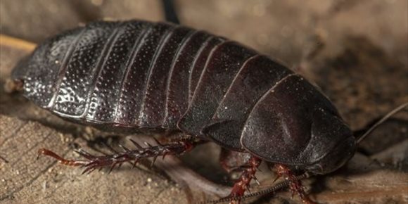3. Una cucaracha carnívora 'extinta' reaparece después de 90 años