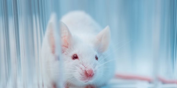 5. Hallan en ratones las células cerebrales necesarias para la fiebre