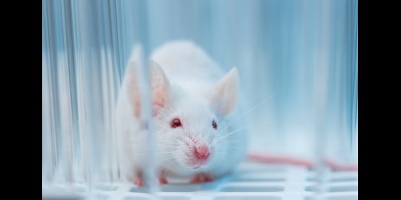 5. Hallan en ratones las células cerebrales necesarias para la fiebre