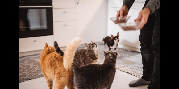 3. Toxoplasmosis: ¿Por qué el parásito del gato se propaga con tanto éxito entre los humanos?