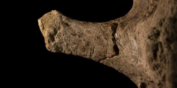 7. Humanos cazaron ancestros de elefantes hace 12.000 años en Chile