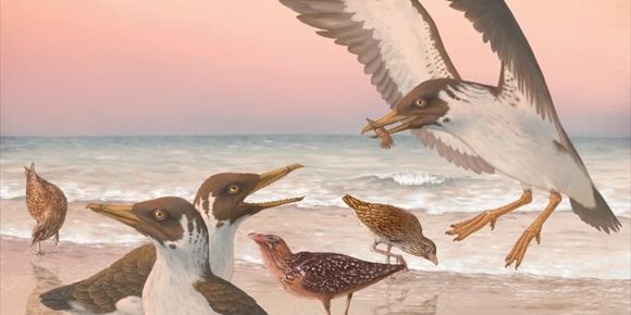 3. Un fósil refuta una vieja suposición del origen de las aves modernas