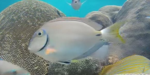 10. Peces de arrecife 'sabotean' procesos de limpieza del ecosistema
