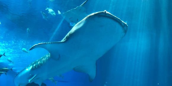 5. Una adaptación única permite ver al tiburón ballena en aguas profundas