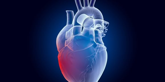 5. Los corazones con forma redonda, más propensos a desarrollar en el futuro insuficiencia cardiaca y fibrilación auricular