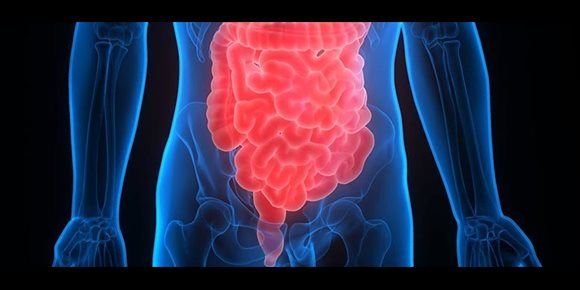 9. Observan variaciones significativas en la anatomía de los intestinos humanos