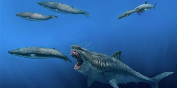 6. Una nueva investigación geoquímica confirma que el tiburón megalodón era de sangre caliente