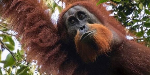 9. Los orangutanes pueden emitir dos sonidos al mismo tiempo, similar al beatboxing humano, según un estudio