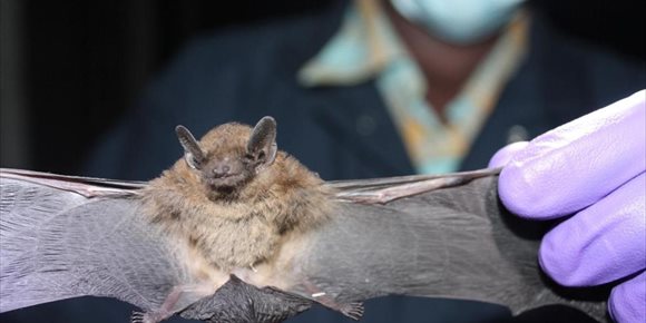 7. El seguimiento de murciélagos británicos puede ayudar a identificar coronavirus con potencial patógeno