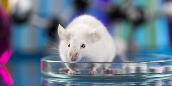 4. Una nueva terapia (basada en ARN) combate el melanoma en modelos de ratón