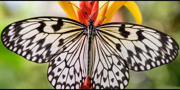 8. El primer vuelo de la mariposa inspira una nueva fuente de energía
