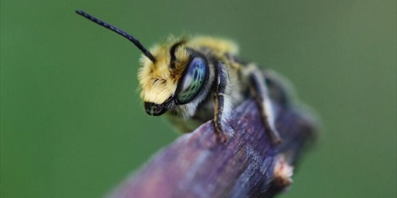2. Las abejas proceden de un antiguo supercontinente