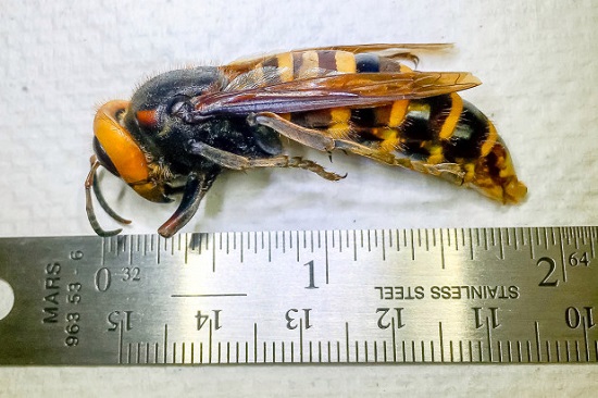 وجود حشرة الدبور الآسيوي العملاق لأول مرة في الولايات المتحدة وجود حشرة الدبور الآسيوي العملاق لأول مرة في الولايات المتحدة