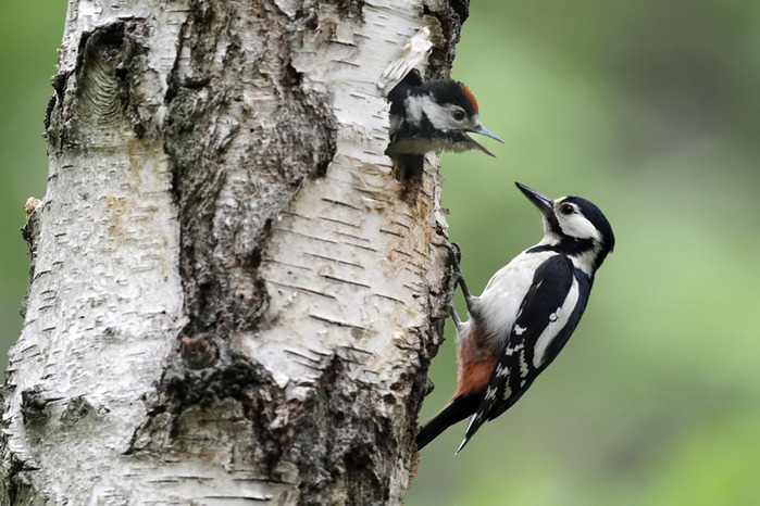 Great-spotted-woodpecker-Dendrocopos-major (700x466, 272Kb)