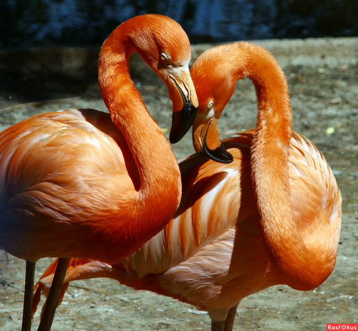 03bbfedba3244cb00c4caa435f603c00 (700x646, 160Kb)