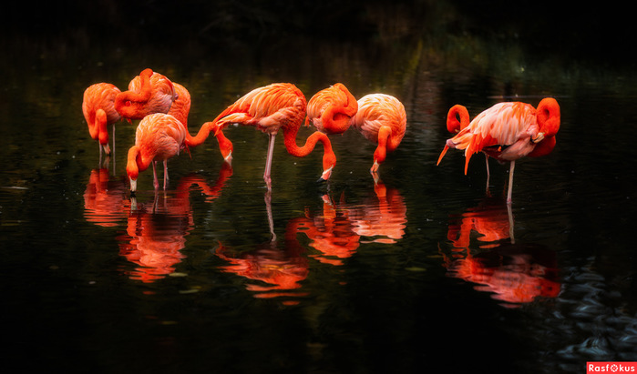 ecca2b56fa6b9f6b8332c07f0ef54381 (700x411, 98Kb)