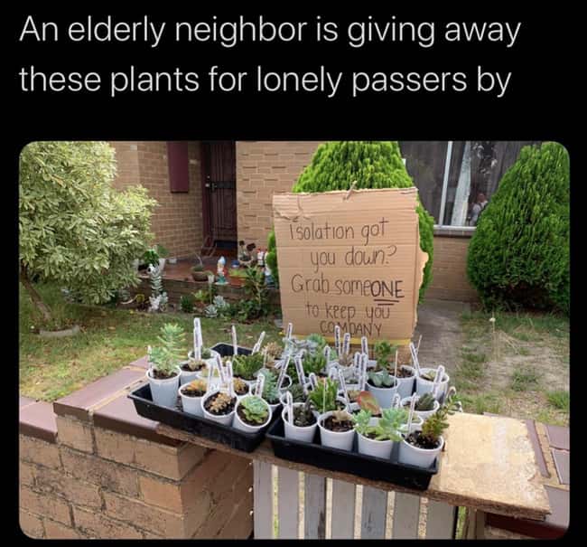 Plant Friends is listed (or ranked) 9 on the list 24 Pieces Of Wholesome Good News That Made Our Day A Little Brighter