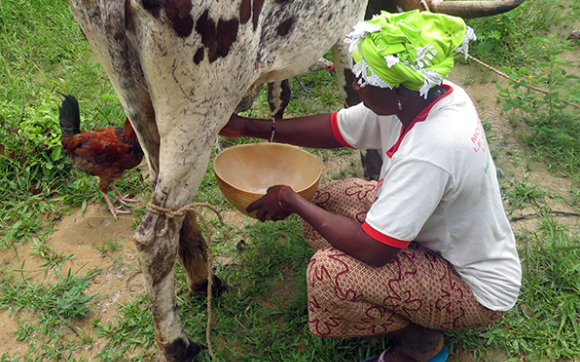 Soutenons les producteurs laitiers d'Afrique de l'ouest