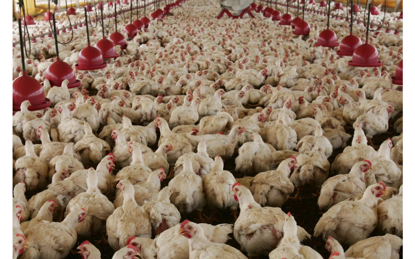 Des centaines de poulets sont entassés dans un hangar