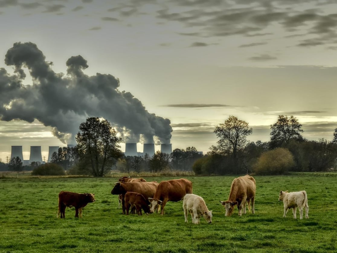 Photo of a small group of cows resting and foraging in a field. Just beyond them, a power plant looms on the horizon, its emissions billowing into Earth's atmosphere.