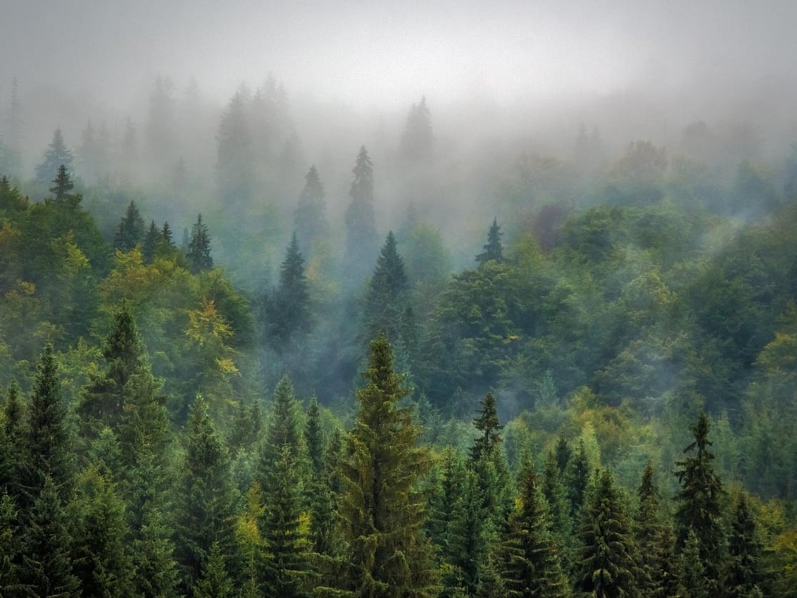 Densely packed conifers fill this image frame with varying shades of green. Cool fog washes over the forest.