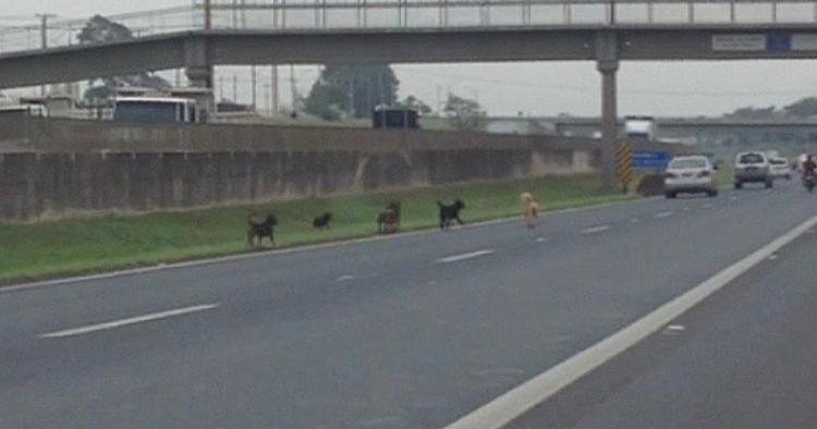 Evitar que los perros circulen por la autopista