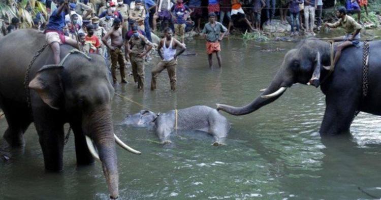 Asesinan a elefanta preñada con petardos!