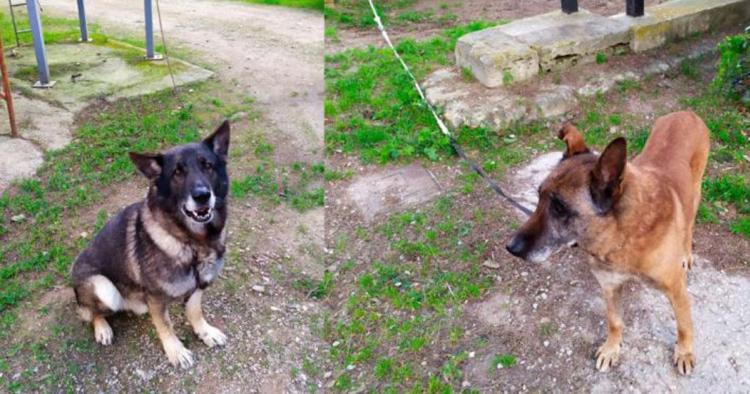 Salven a los perros de la Unidad Canina de Palma