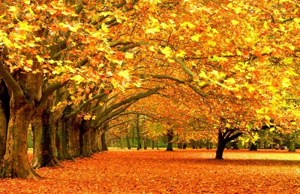 Thăm các thiên đường mùa thu ngập tràn lá phong 2