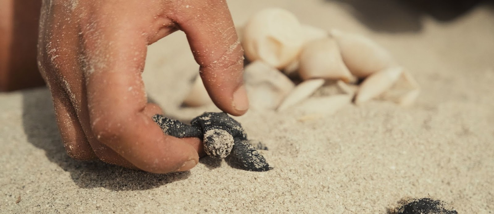 Δείτε εδώ δωρεάν το βραβευμένο ντοκιμαντέρ ‘My Name Is Blue’ για τη συμβίωση ανθρώπου και θαλάσσιων χελωνών στη Μεσόγειο