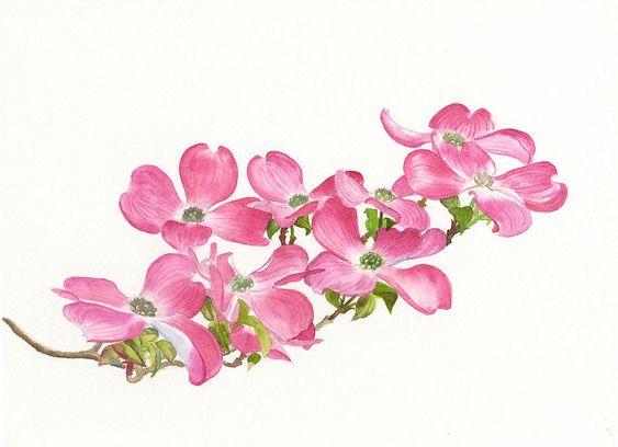Pink Dogwood Painting by Sharon Freeman - Pink Dogwood Fine Art Prints and Posters for Sale