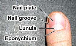Description: Fingernail label (enwiki).jpg