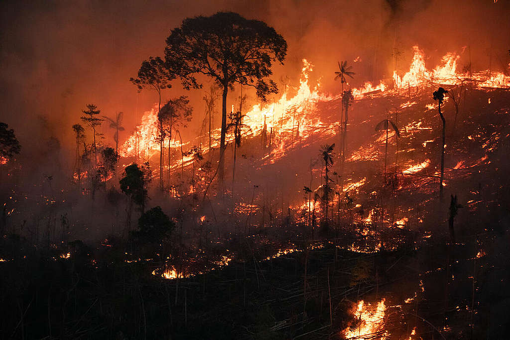 Image of the Amazon Rainforest from the 2019 fires