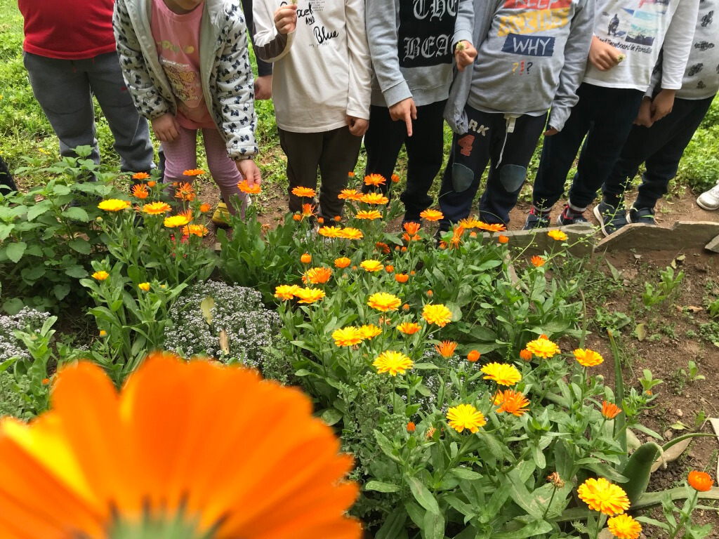 Οι σχολικοί κήποι της Αειφορίας Οι σχολικοί κήποι της Αειφορίας