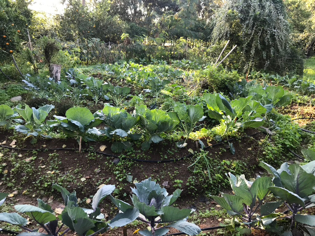 Οι σχολικοί κήποι της Αειφορίας Οι σχολικοί κήποι της Αειφορίας