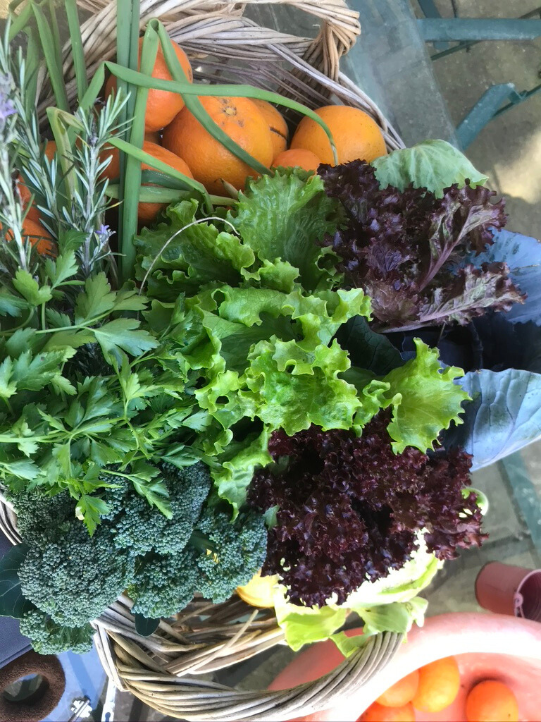 Οι σχολικοί κήποι της Αειφορίας Οι σχολικοί κήποι της Αειφορίας