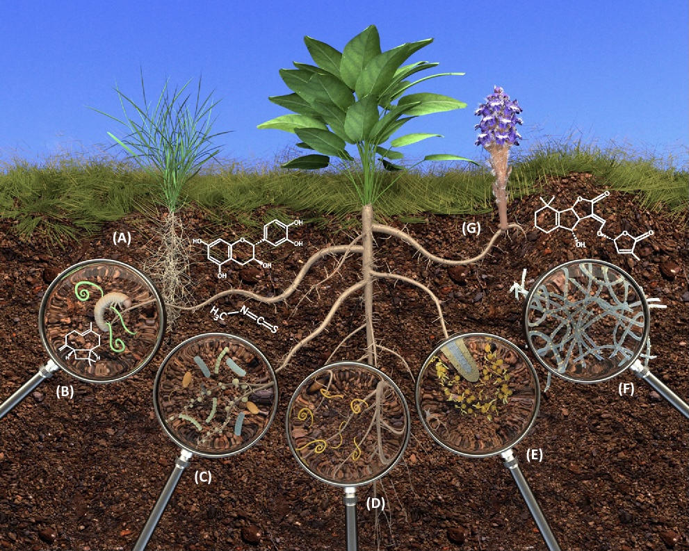 An illustration of soil below ground depicting the communication between plants and other organisms