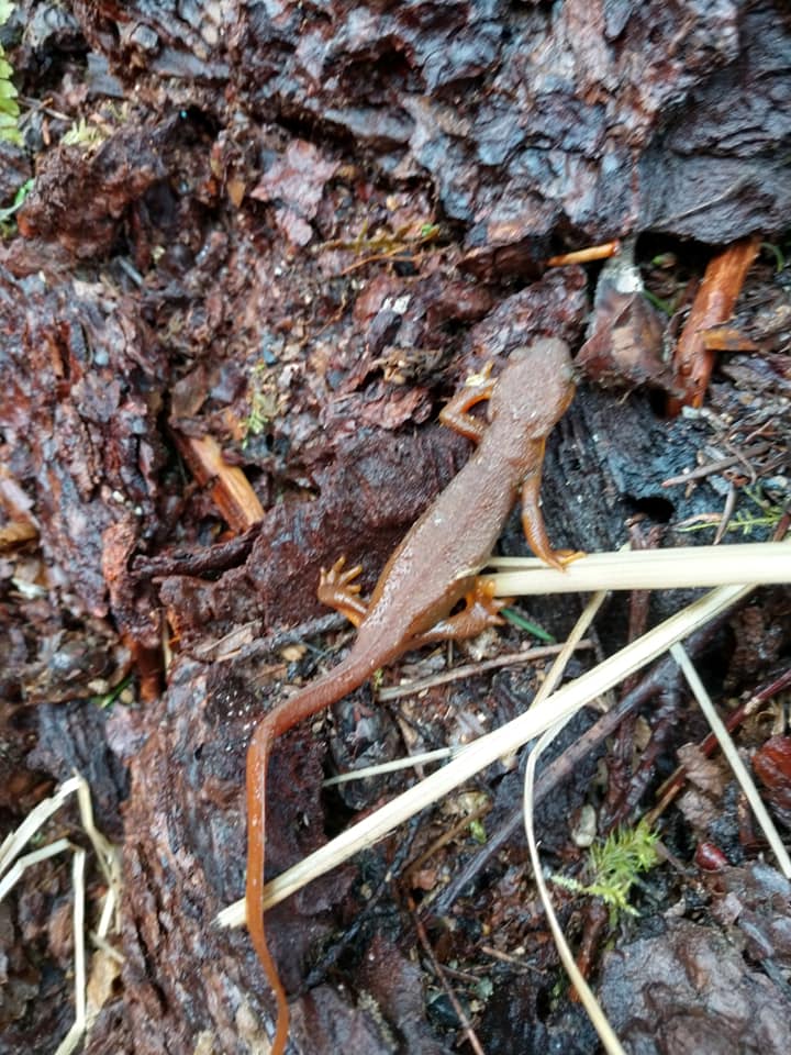 happily released newt at Port Gamble Forest Heritage Park-photo credit Beth Nichols