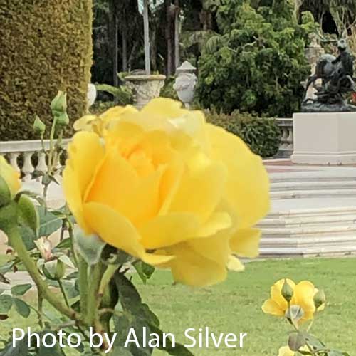Yellow rose closeup by Alan Silver