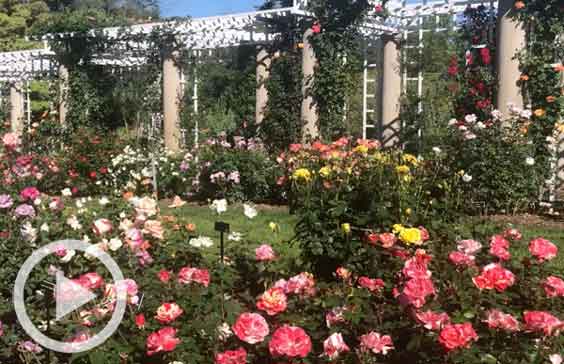 Blooming roses in the Rose Garden