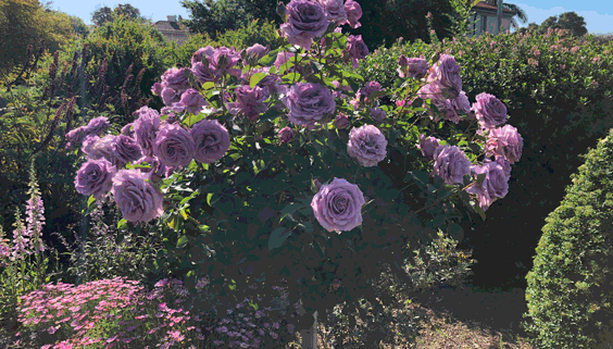 Slideshow of blooming roses