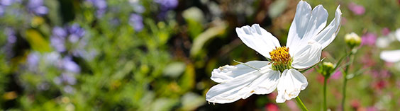 Closeup of white cosmo flower