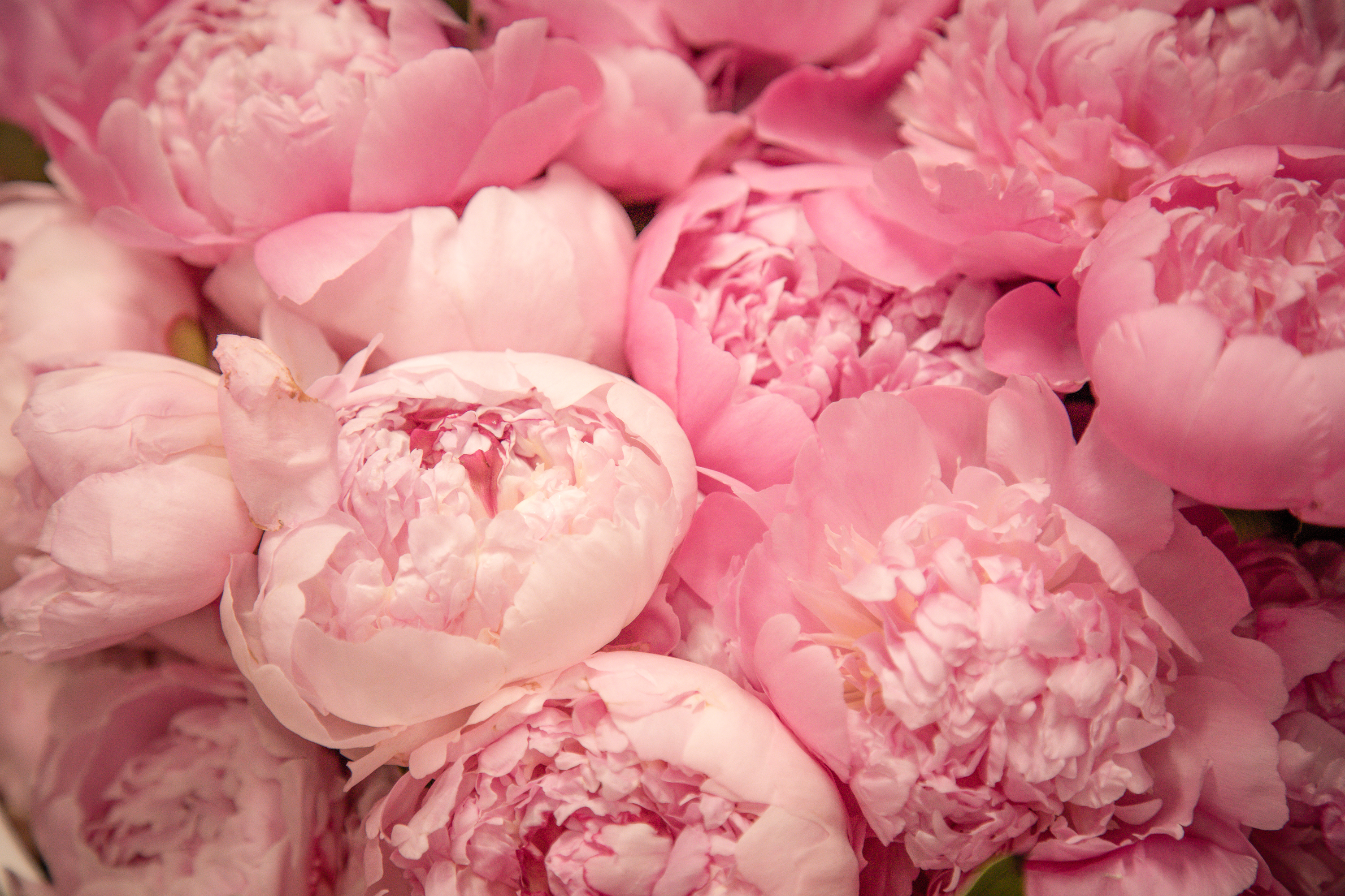 Red Twig Farms Peony Giveaway