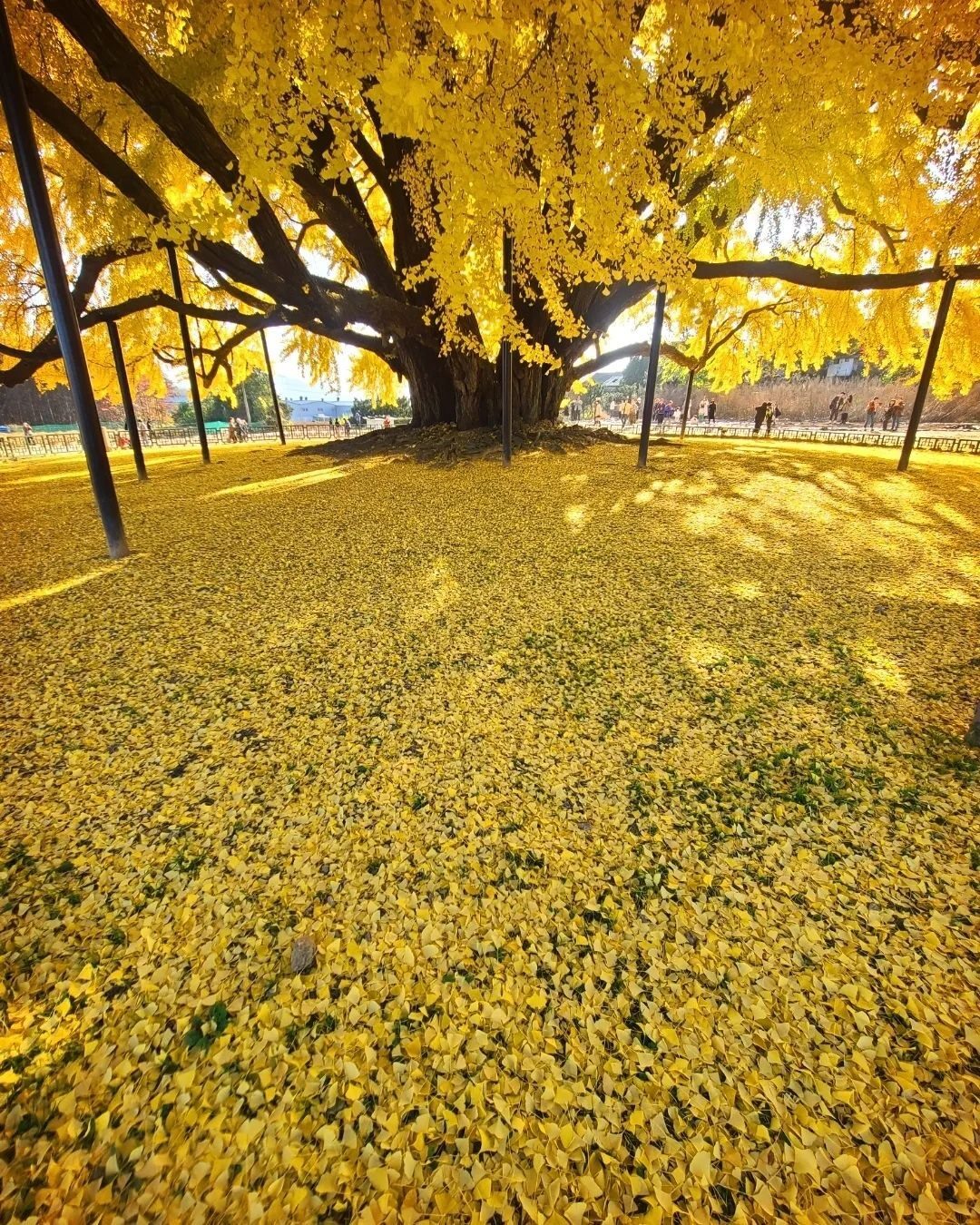 Cây vươn dài tạo nên bóng râm lớn, người ta phải chống đỡ bằng nhiều trụ cột để cành cây không bị rà xuống mặt đất, mỗi mùa lá vàng rụng ngợp một khoảng sân lớn nhìn từ xa như tấm thảng khổng lồ vàng rực rỡ.