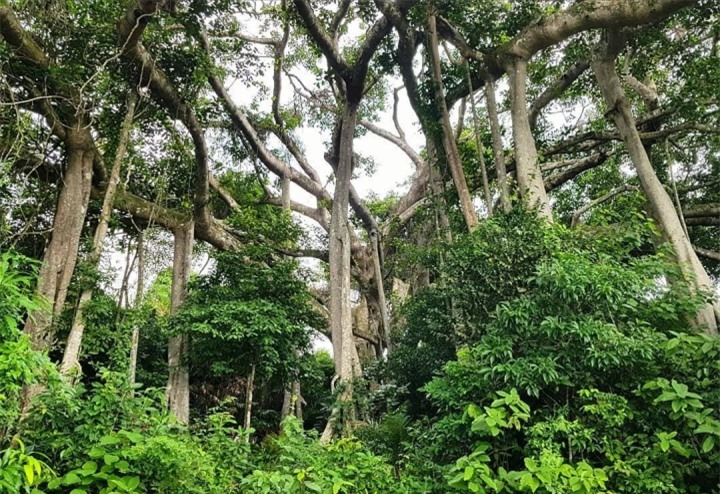 Choáng trước vẻ đồ sộ và kỳ vĩ của cây đa ngàn năm ẩn mình giữa bán đảo Sơn Trà - 1